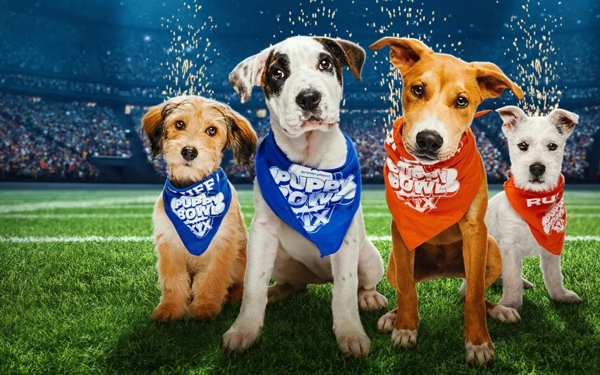 Perritos en adopción se enfrentarán el ¡Puppy Bowl XIX!