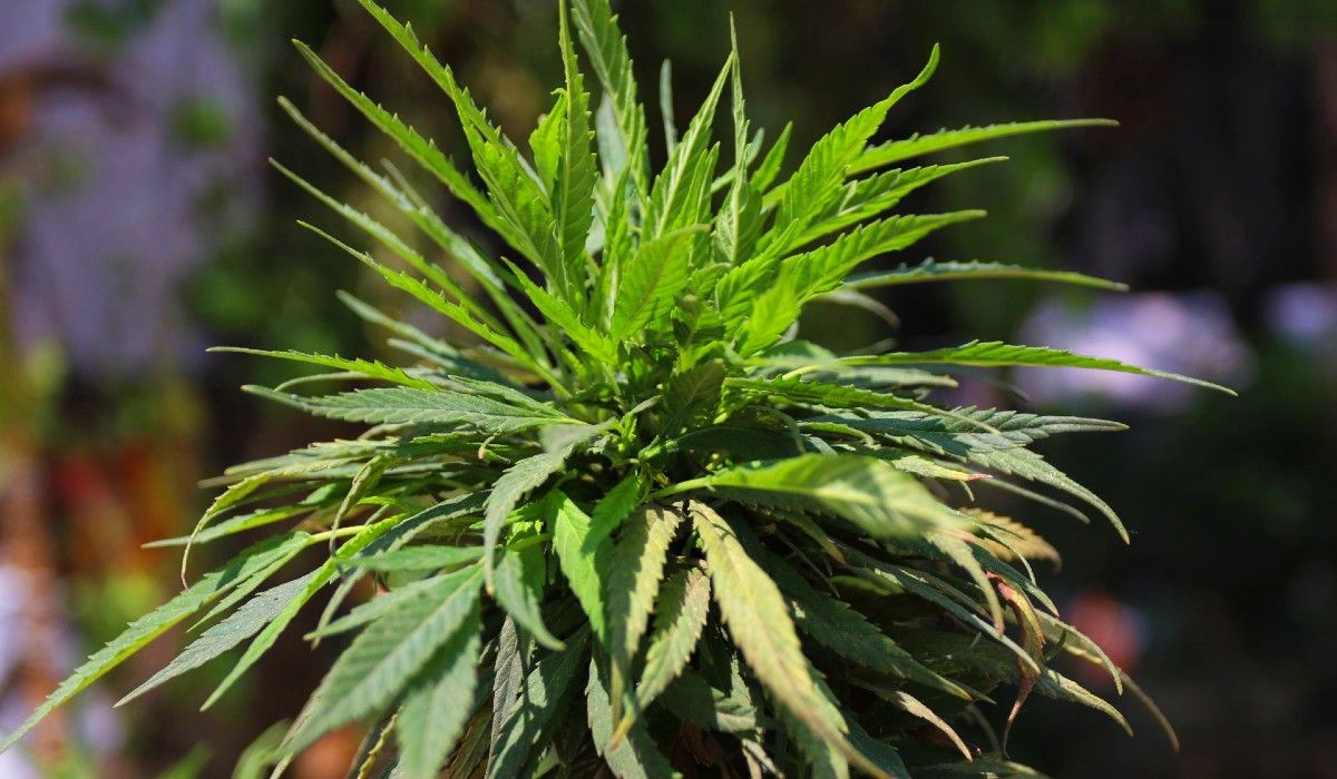 Jóvenes fumarían más marihuana si se legaliza