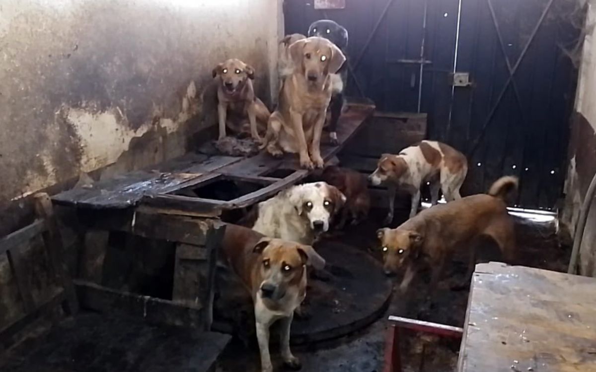 Rescatan a 390 animales y detienen a 46 personas por maltrato animal el último año