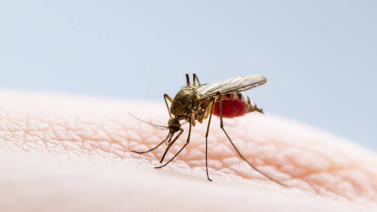 Dengue: cuáles son las tres fases de la infección y cuándo acercarse a la guardia médica