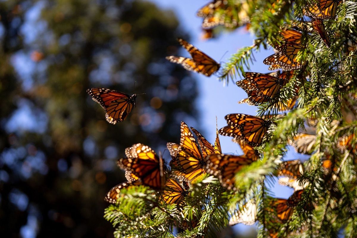 22% menos, la superficie ocupada por la mariposa monarca en México