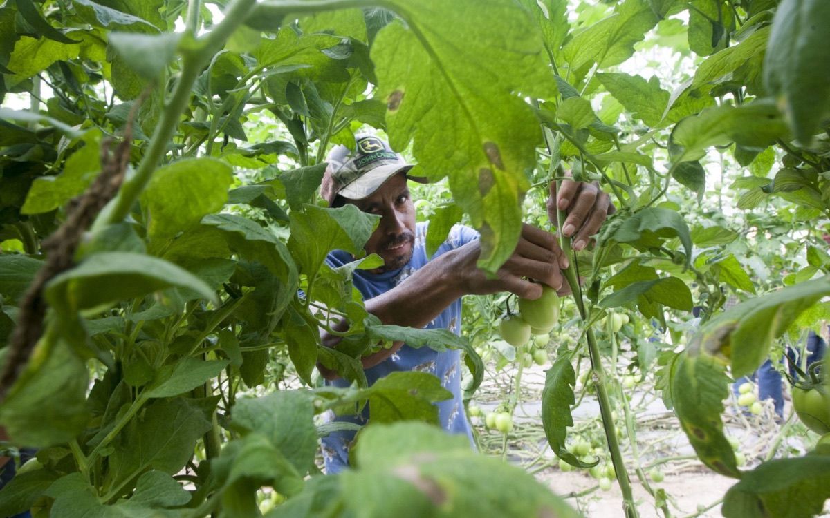 ¿Las plantas hablan? Estudio detecta que plantas estresadas emiten sonidos