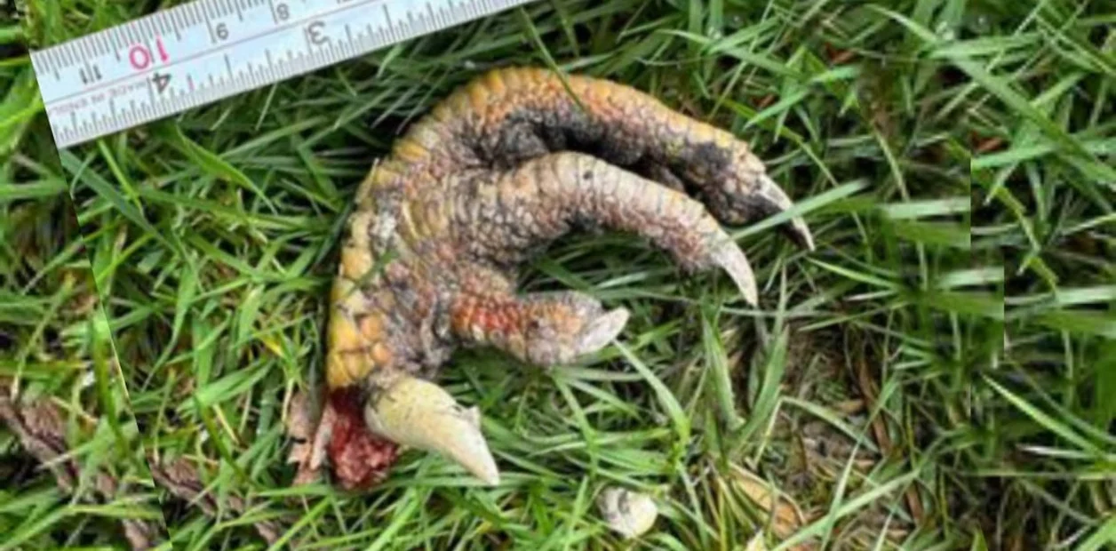Encuentra una «garra de dinosaurio» en su jardín y deja desconcertados a los expertos