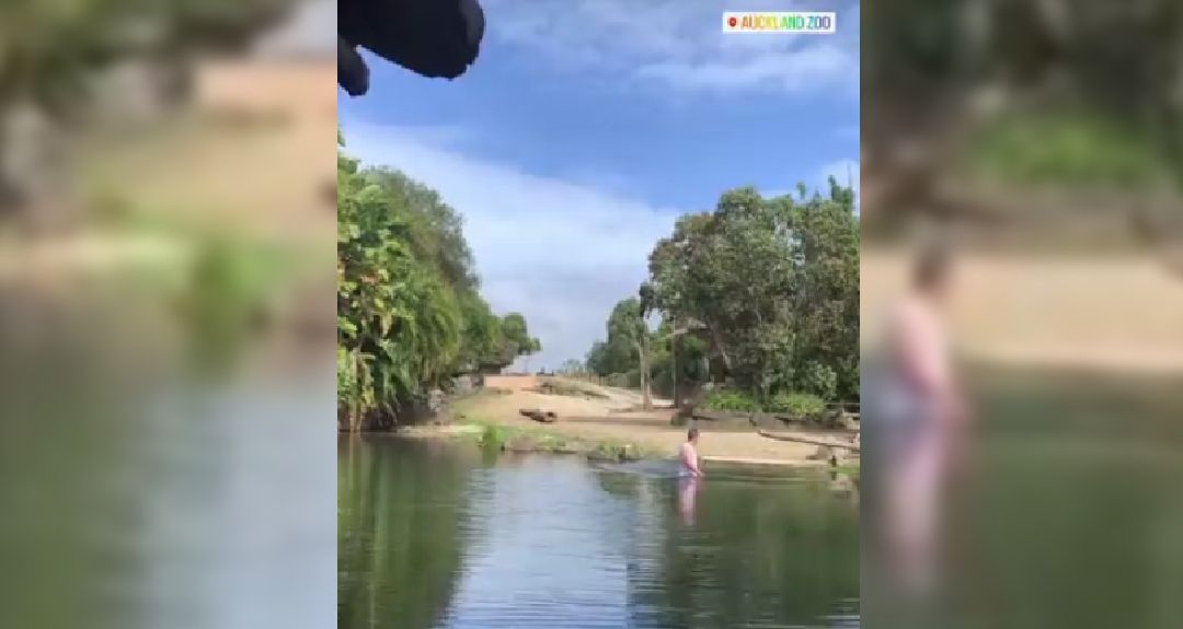 VIDEO: Hombre se mete ‘a bañar’ dentro del estanque de rinocerontes de un zoológico