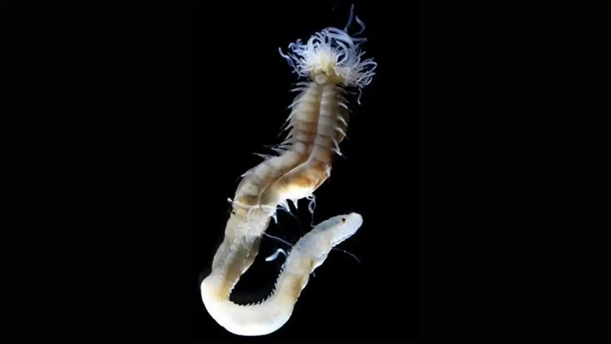 Hemos descubierto una nueva especie de gusano: ha sobrevivido extinciones, parece un alien… y brilla