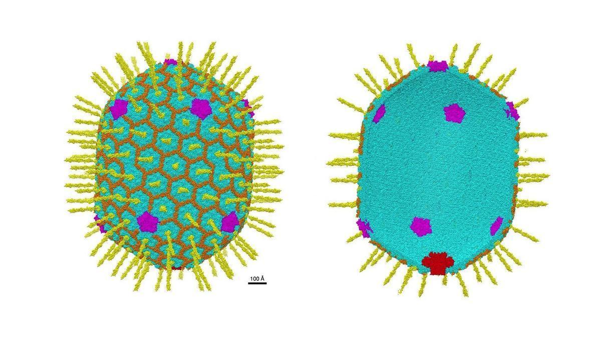 Virus artificiales para mejorar la terapia génica
