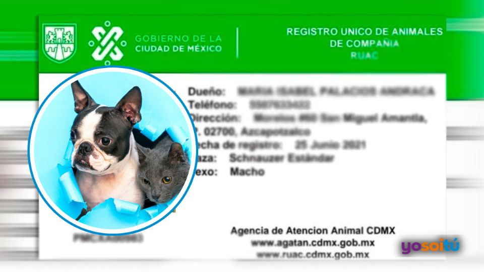 ¿curp Para Mascotas Así La Puedes Tramitar Para Tu Perrito O Gatito La Prensa De Coahuilaemk 8786