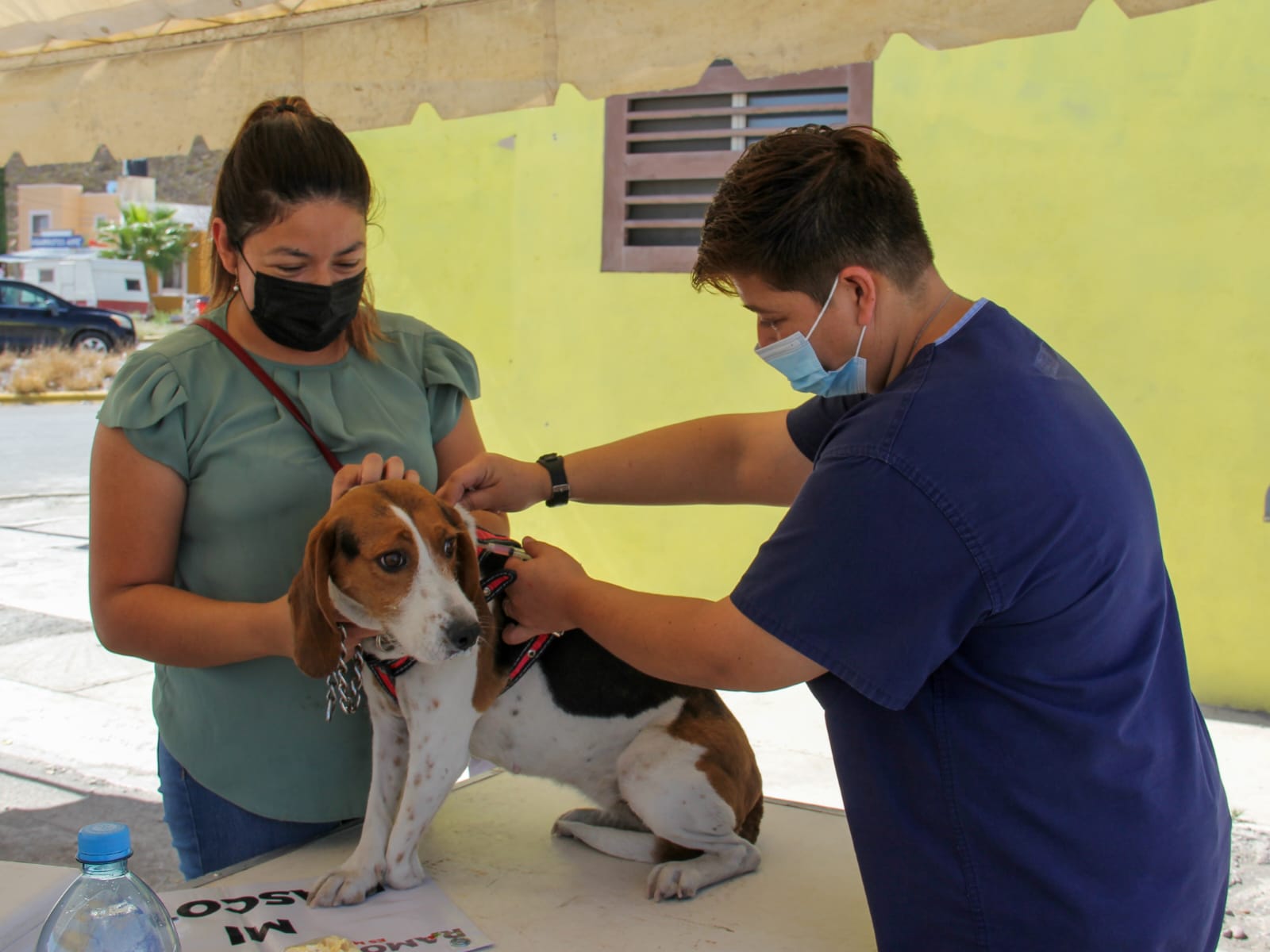 CONVOCAN A JORNADA DE VACUNACIÓN GRATUITA| PARA MASCOTAS