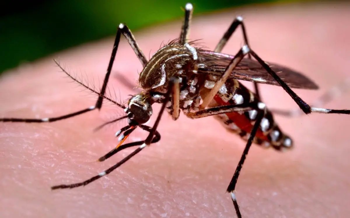 Hospitales en Perú están al borde del colapso por casos de dengue