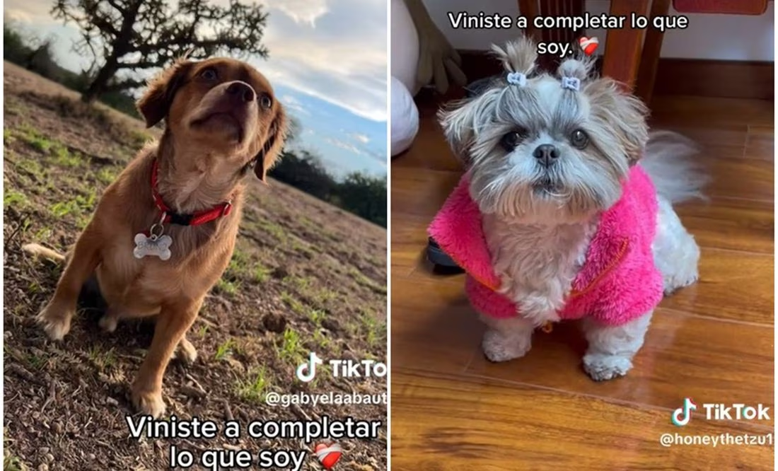 En TikTok, «Acróstico» de Shakira se vuelve «trend» para presumir a los perrhijos