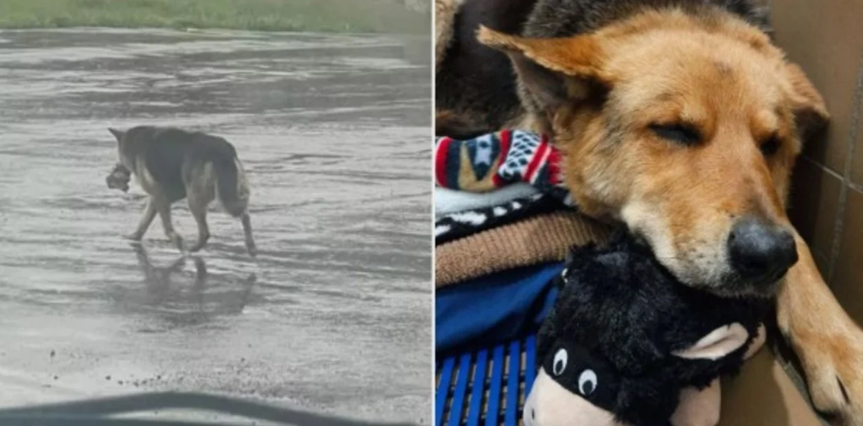 Nikki, la perrita que caminó durante meses sin parar con un peluche como único compañero