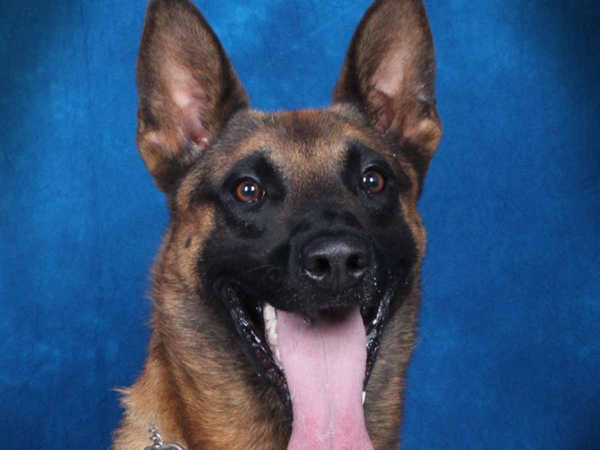 Muere perro policía de Houston por golpe de calor tras quedar encerrado en una patrulla