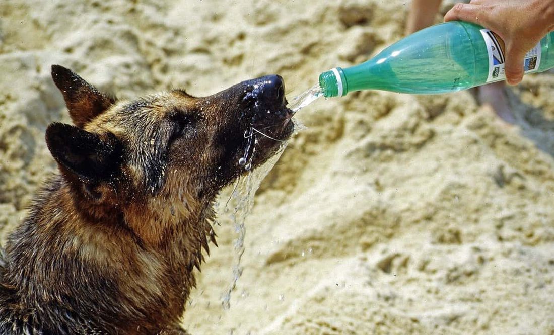 Ola de calor: ¿qué es la regla de los 5 segundos y cómo cuidar a tus mascotas?