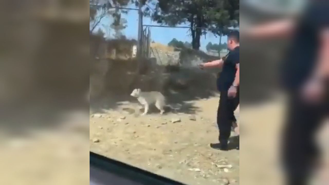 Candidato político mata a perrito con arma de fuego