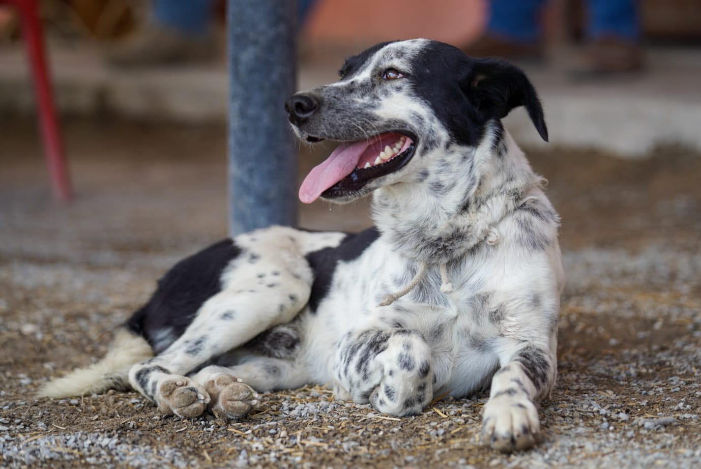 EXHORTAN A CUIDADOS EXTREMOS PARA MASCOTAS ANTE RIESGOS POR CALOR
