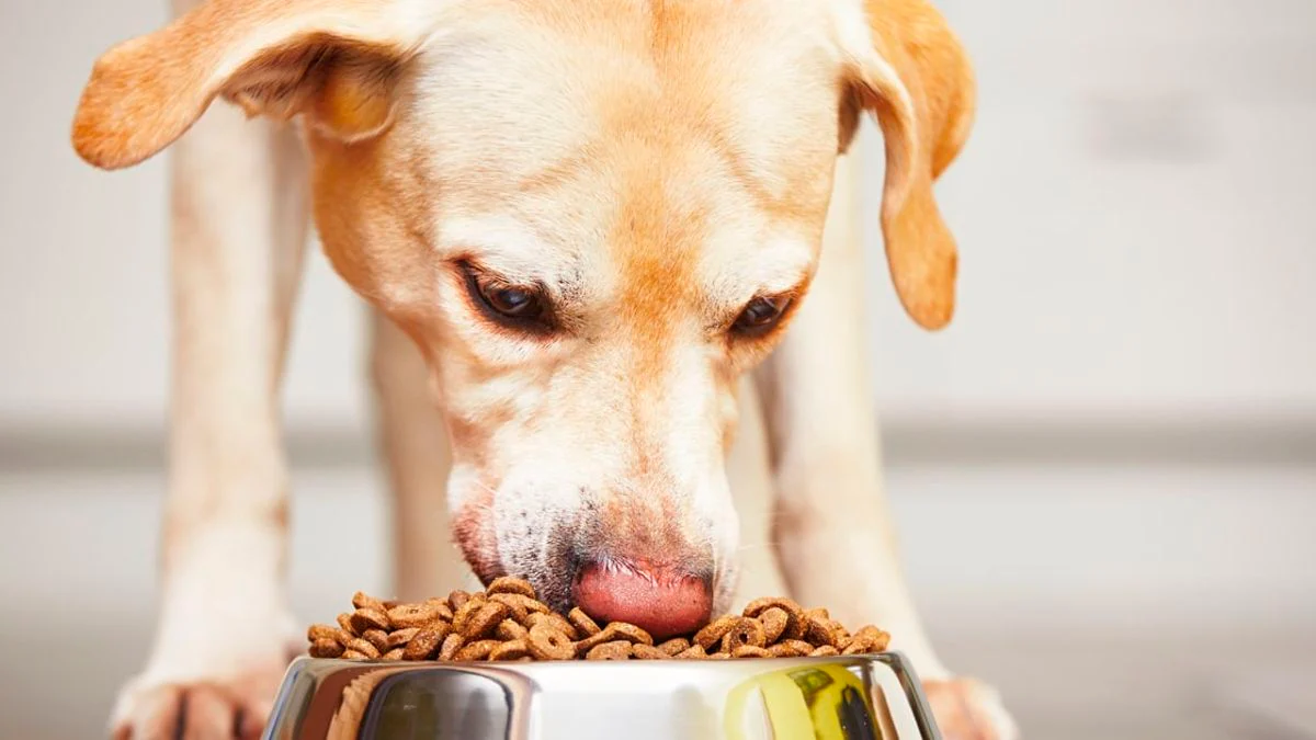 ¿Qué croquetas para perro no tienen proteína? Estas marcas no cumplen, según Profeco