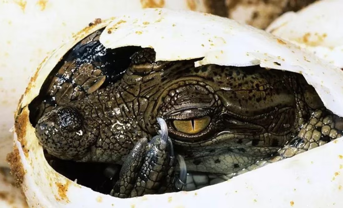 «Nacimiento virgen»: Cocodrilo se embaraza sin ayuda de un macho en Costa Rica