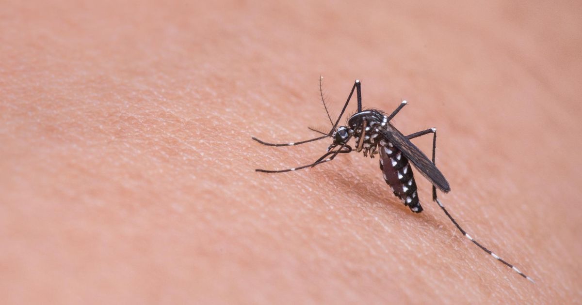 ¿Quieres alejar a los mosquitos? Esto es lo que dicen los científicos