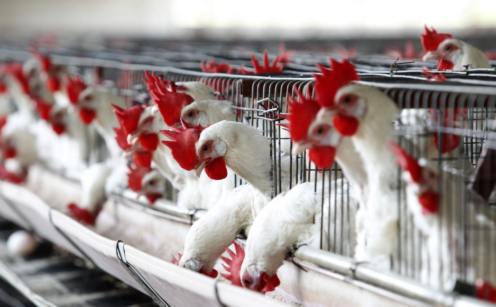 ¿Gripe aviar? Investigan muerte de cientos de aves en el Pacífico mexicano