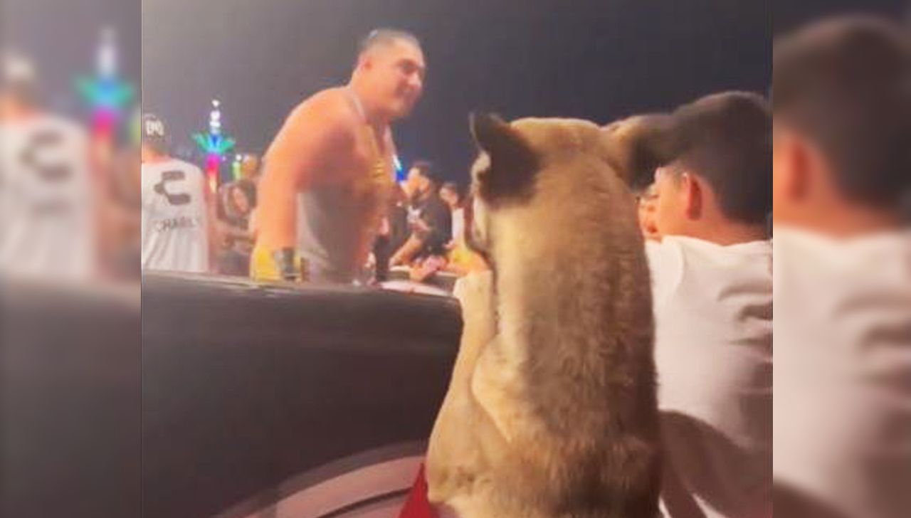 Función de lucha libre se pone ‘perra’; lomito disfruta del espectáculo en primera fila