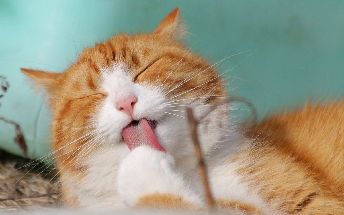La nariz de los gatos funciona como un equipo de análisis químico