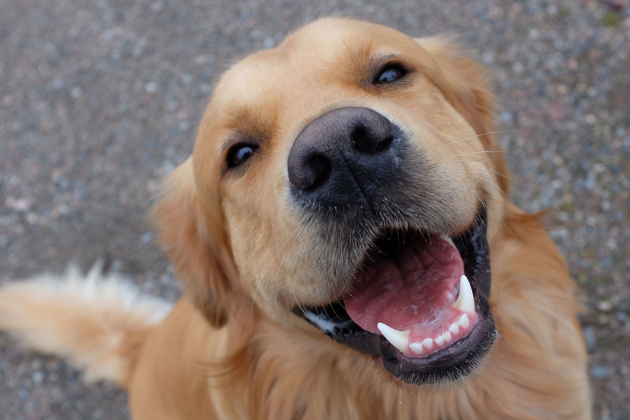 ¡Felicidades Lomitos! Día Mundial del Perro