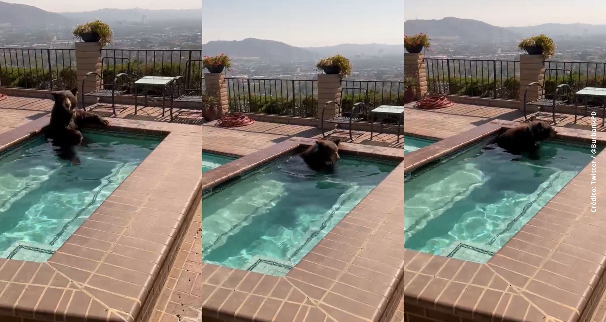 Hallan a oso refrescándose en jacuzzi de una casa en California en plena ola de calor
