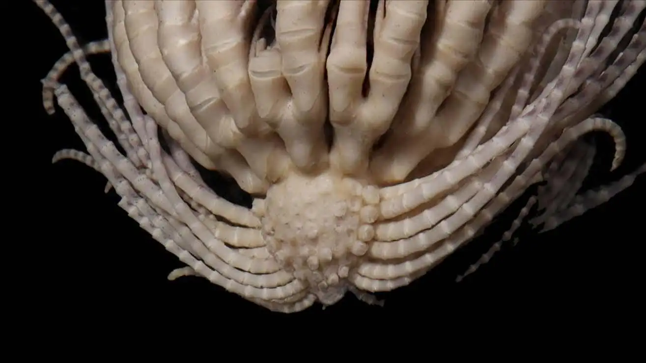 Descubren un invertebrado antártico con 20 brazos