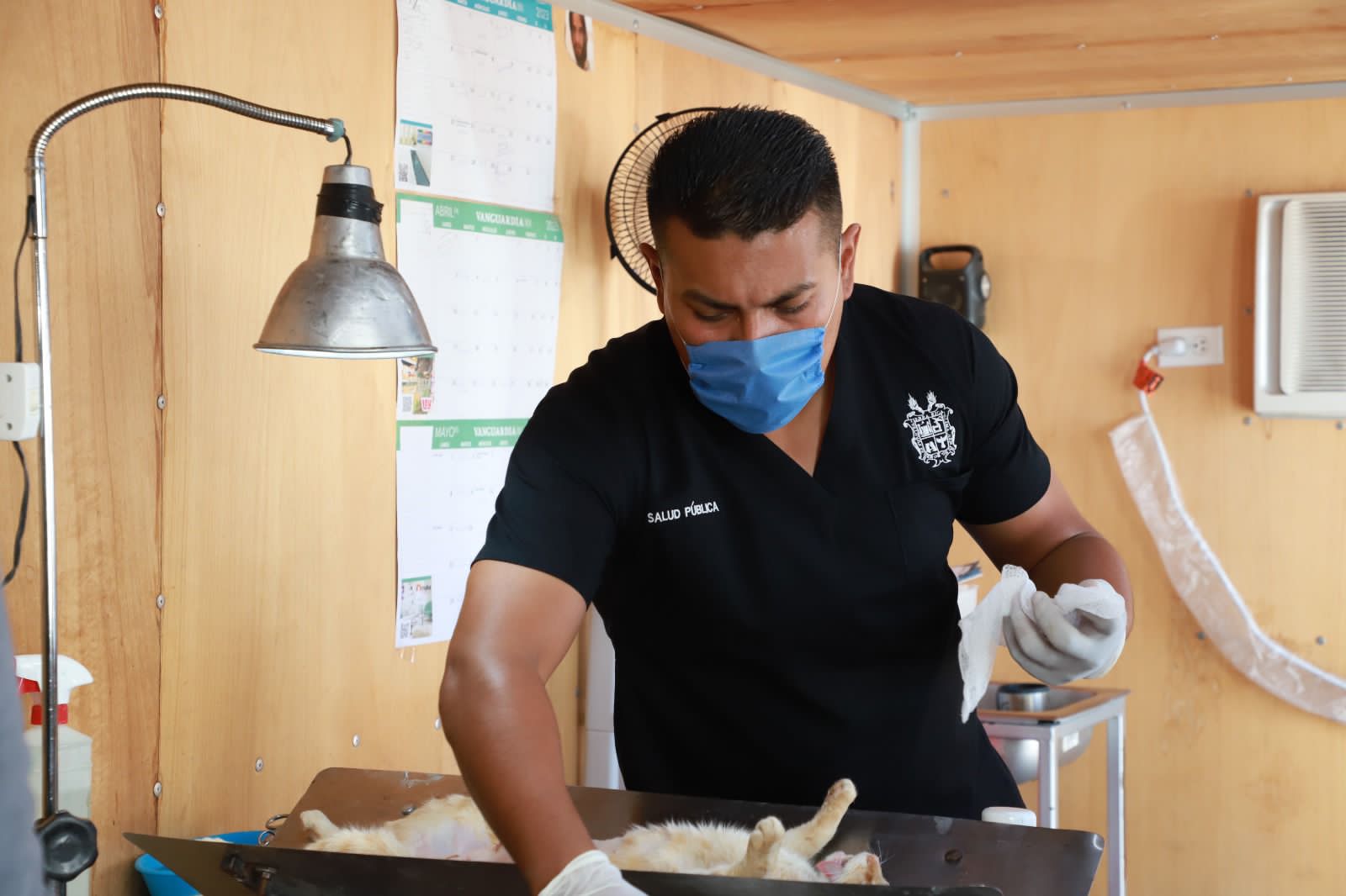 Invita Ayuntamiento a cruzada de esterilización felina al 2×1