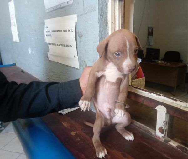 A las celdas de Monclova cachorro de pitbull