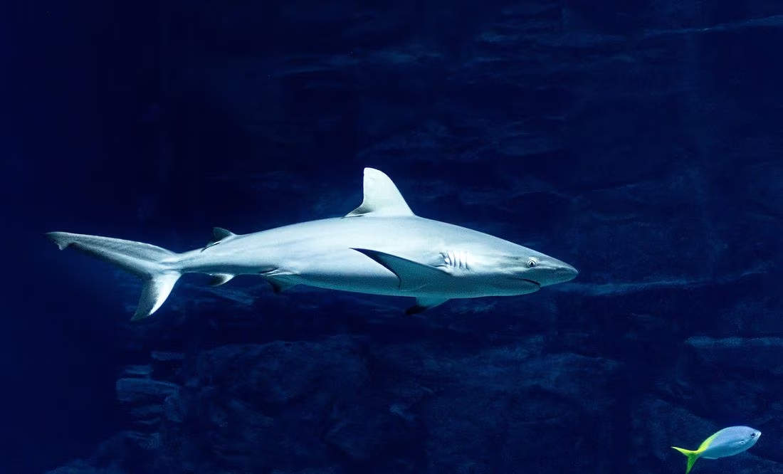 «Megalodón 2» llegó al cine: ¿cómo eran los mega tiburones prehistóricos?