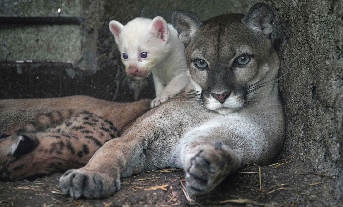 «No se ve muy a menudo»: Nace puma albino en zoológico de Nicaragua