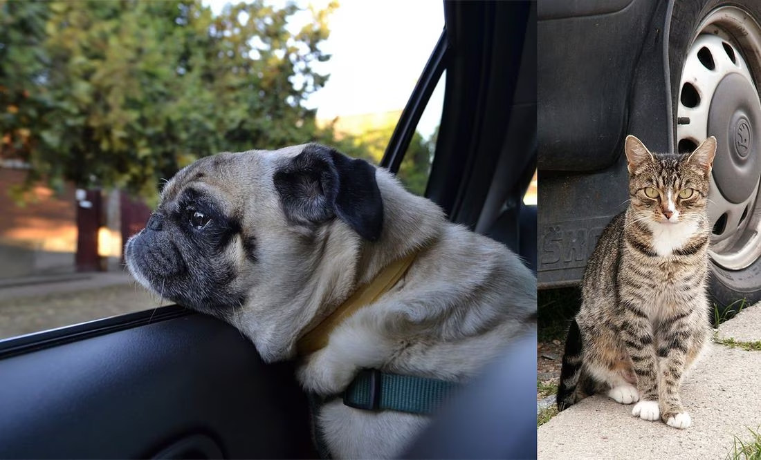 Por qué los perros y gatos orinan las llantas de los coches y cómo evitarlo