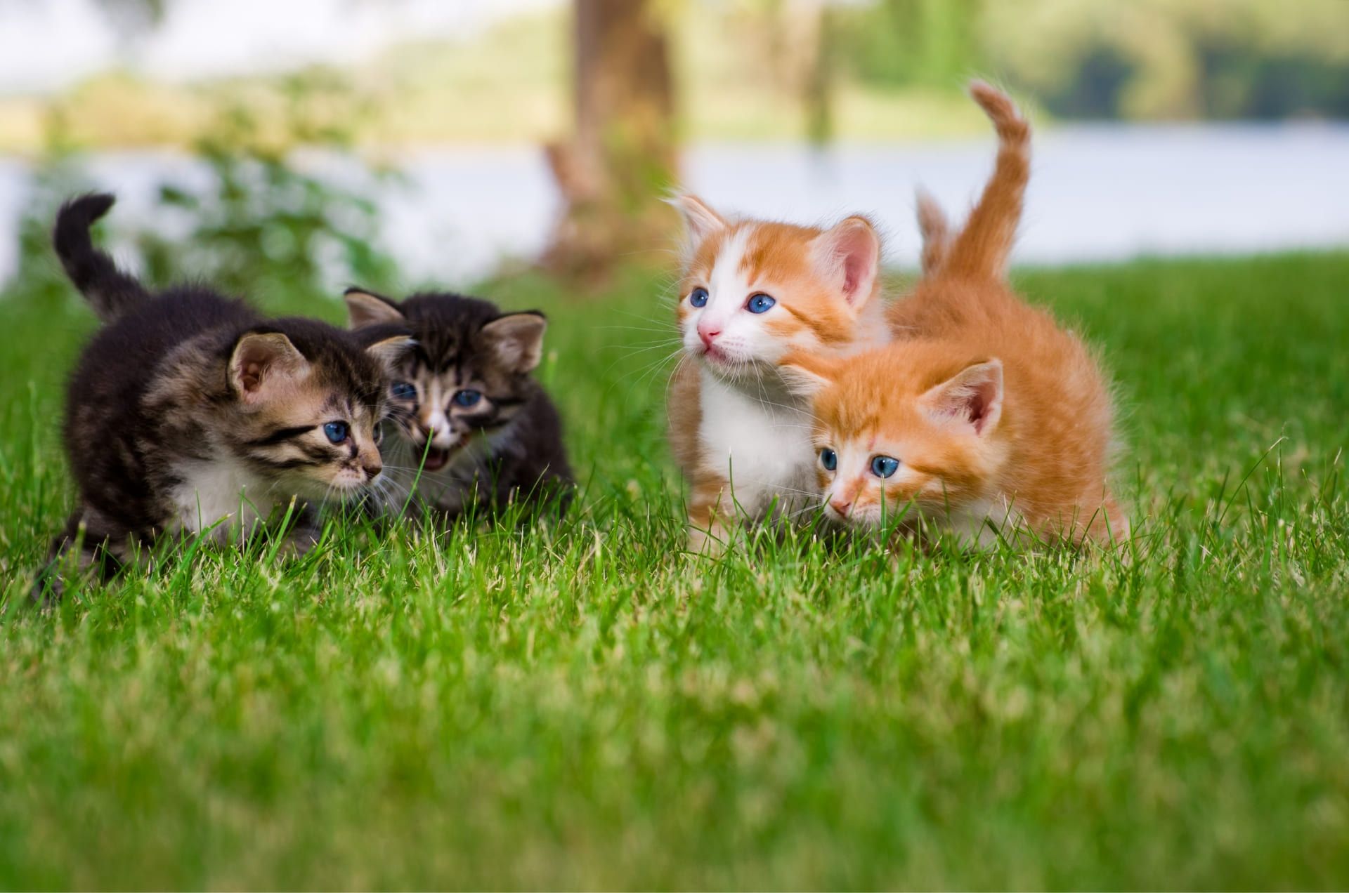 ¡MIAW! Día Internacional del Gato