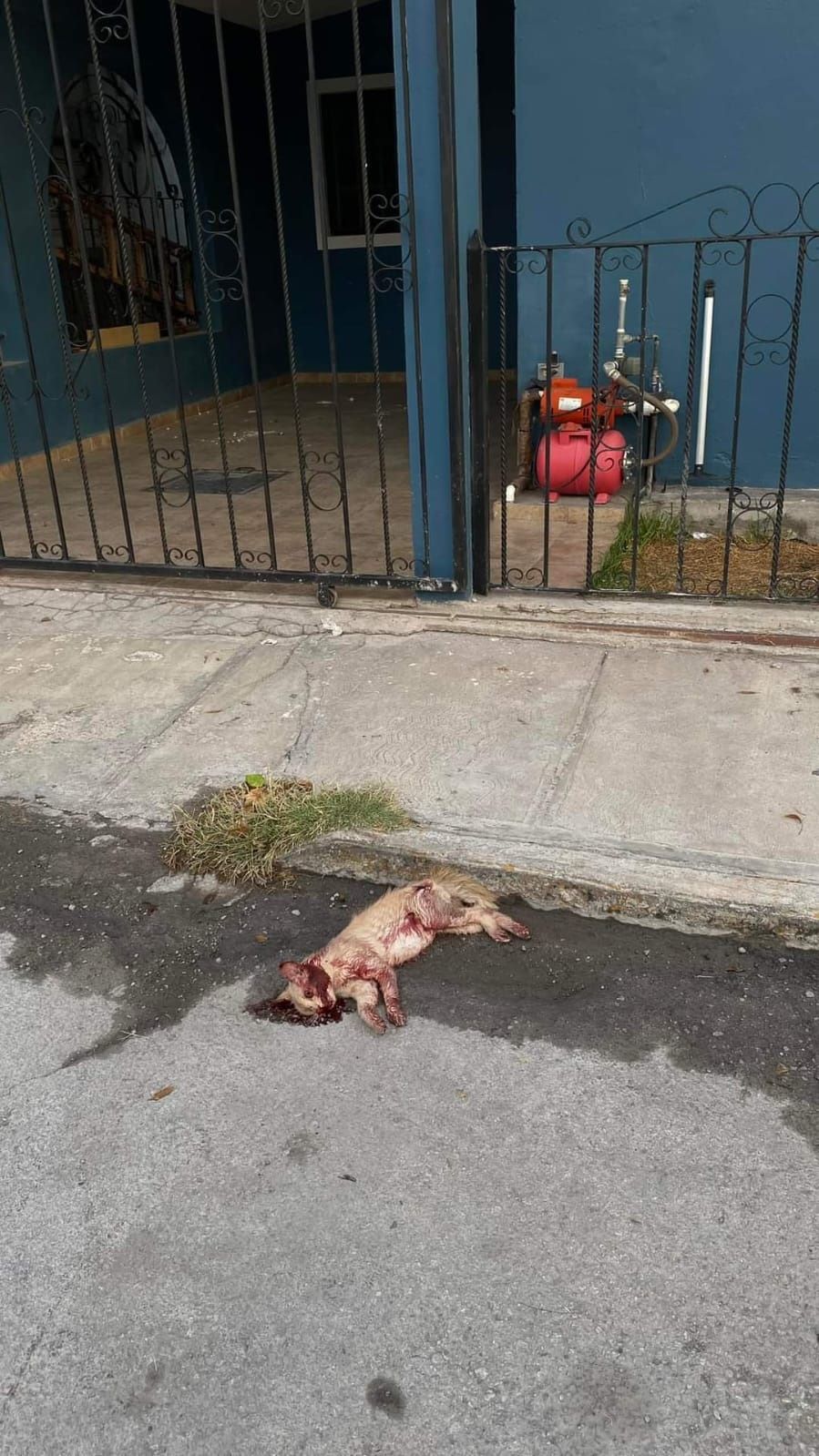 Exigen castigar muerte de gato