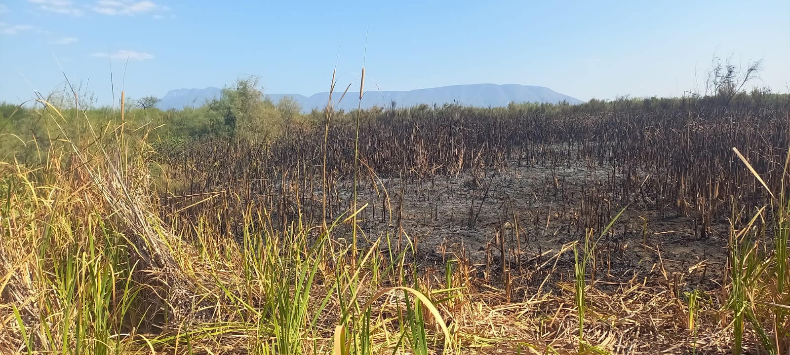 Quema 15 hectáreas incendio en Frontera