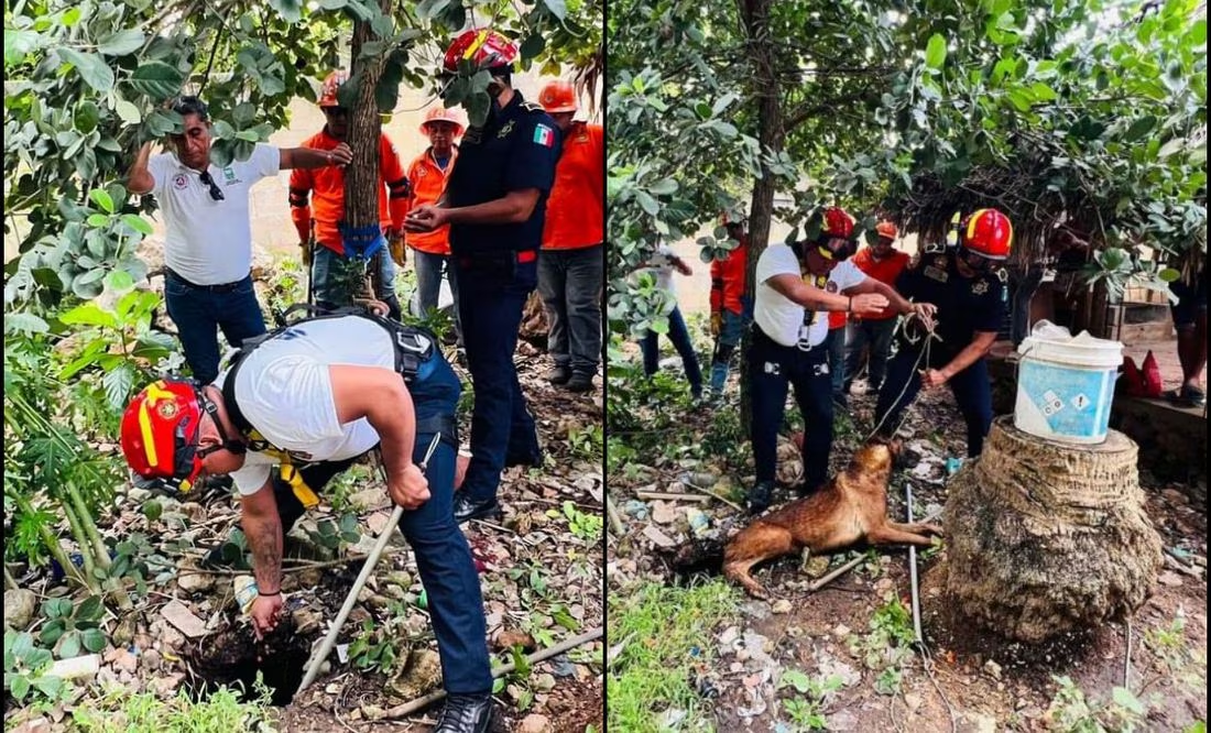 Tras dos días, rescatan a perrito “Rocky” del fondo de un socavón en Yucatán