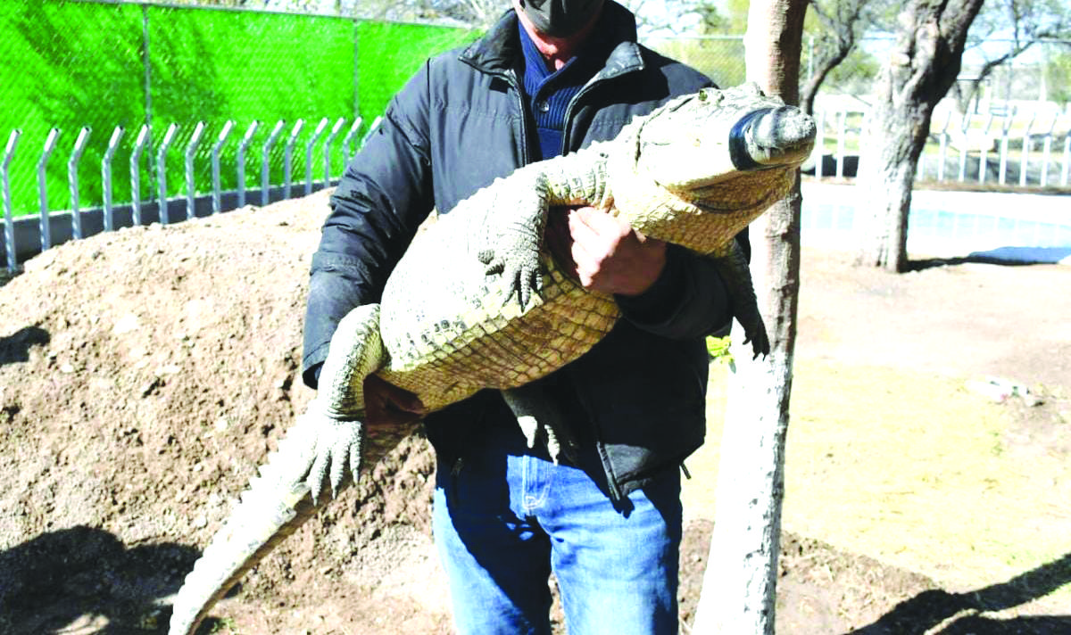 Localizan cocodrilo extraviado del Ecoparque