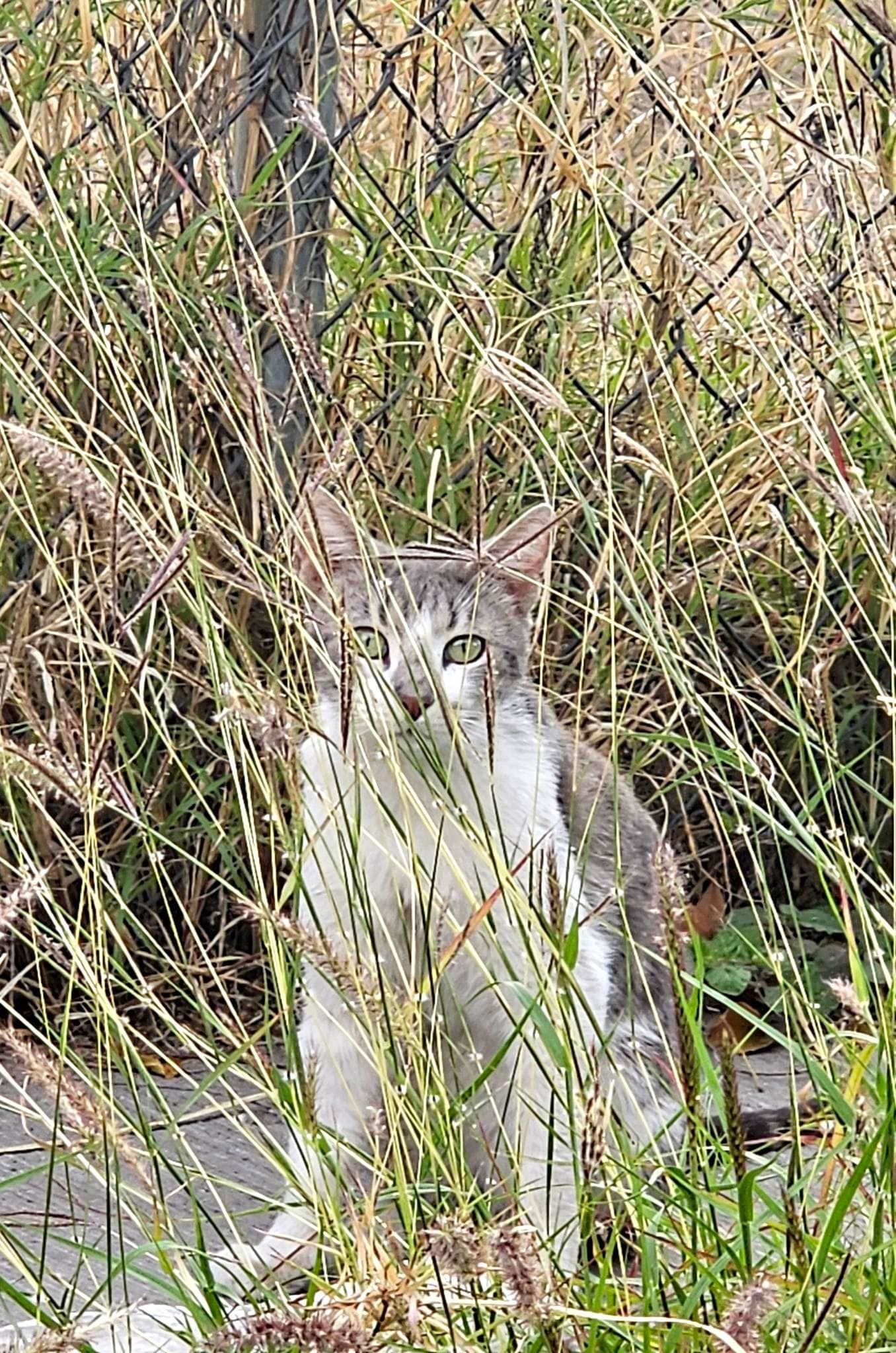Suman esfuerzos para proteger a los animales