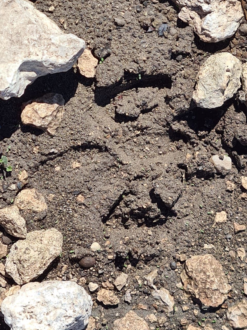 Devora puma a venado en interior del zoológico
