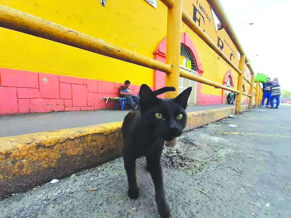 Exhortan resguardar gatos por magia negra