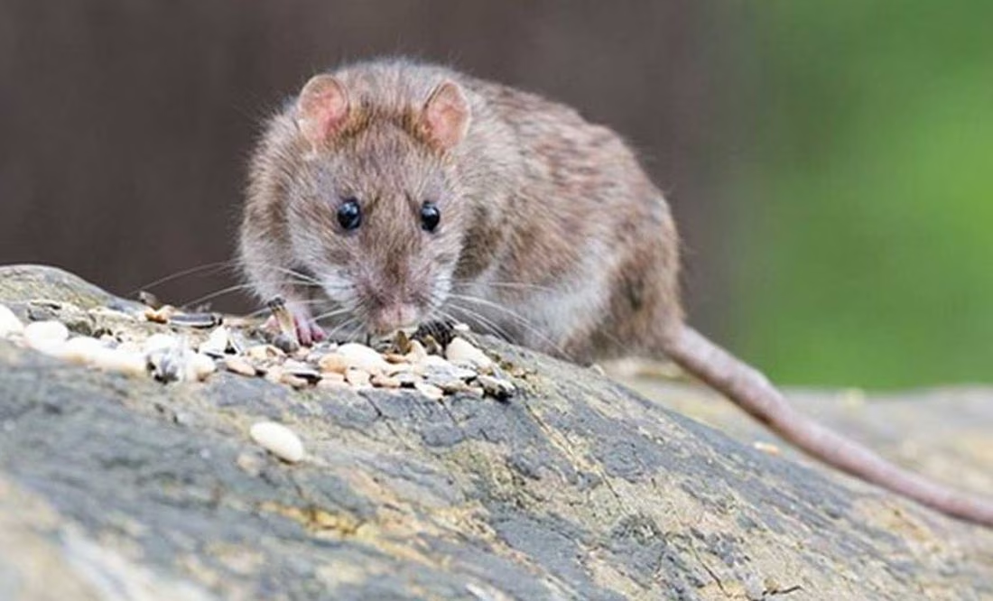 Denuncian otra plaga de ratas, ahora en Izúcar de Matamoros
