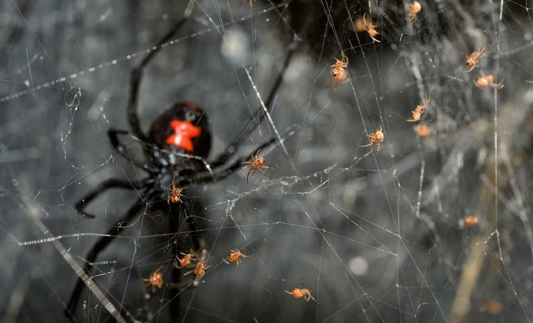 VIDEO: Mujer de Taiwán acude al médico por «crujidos» en el oído y le encuentran una araña