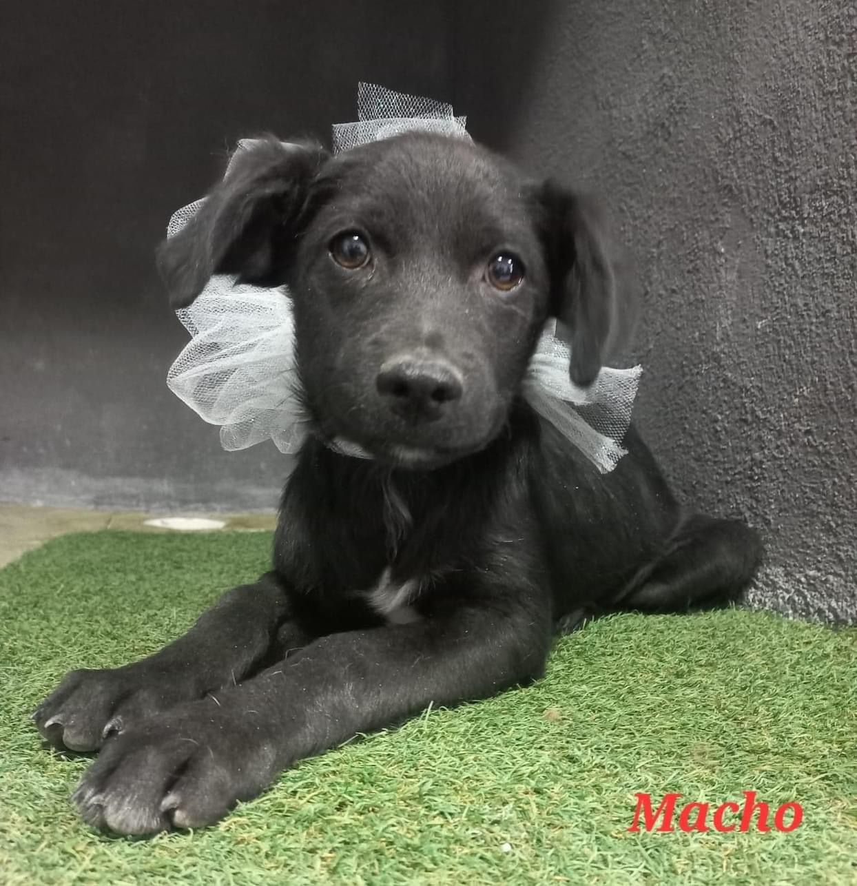Invita Ayuntamiento a adoptar mascotas