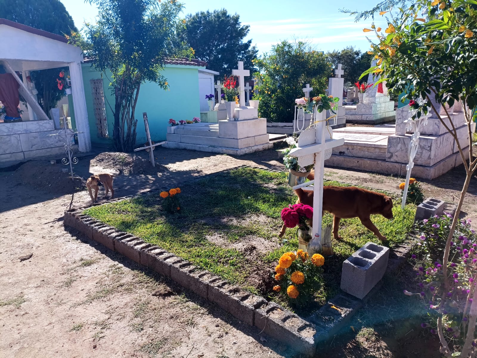 Los otros deudos… perros en orfandad
