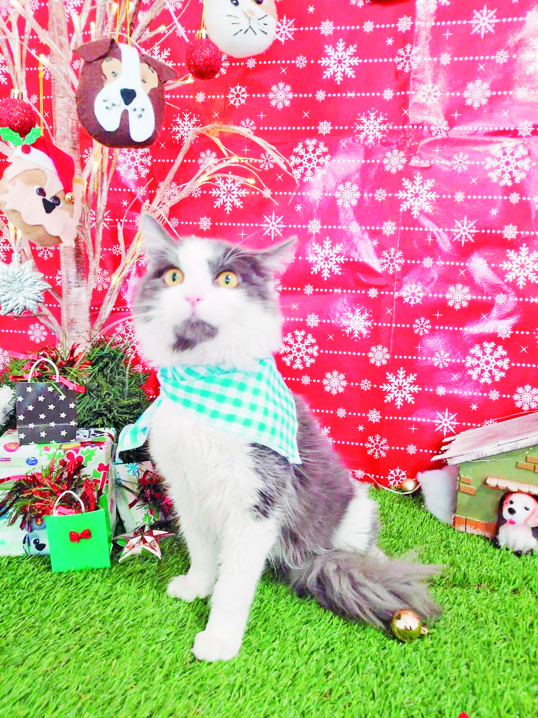 Listan michis y lomitos para adoptar en Mi Mascota RA