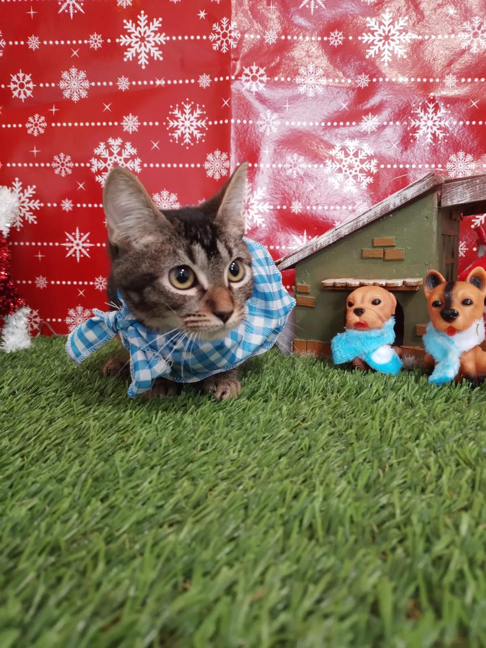 Promueve Ramos la adopción de mascotas