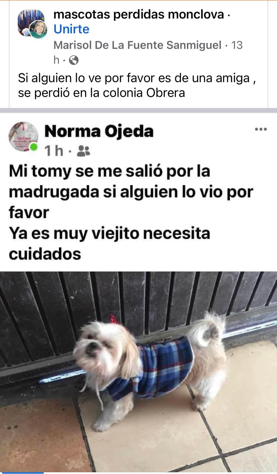 Redes sociales ayudan a que lomitos regresen a casa