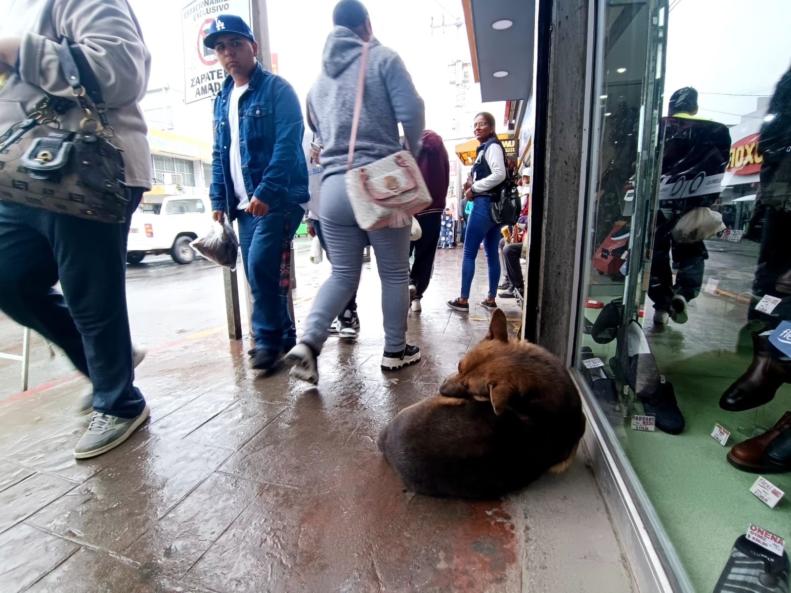 Piden resguardar las mascotas por cohetes