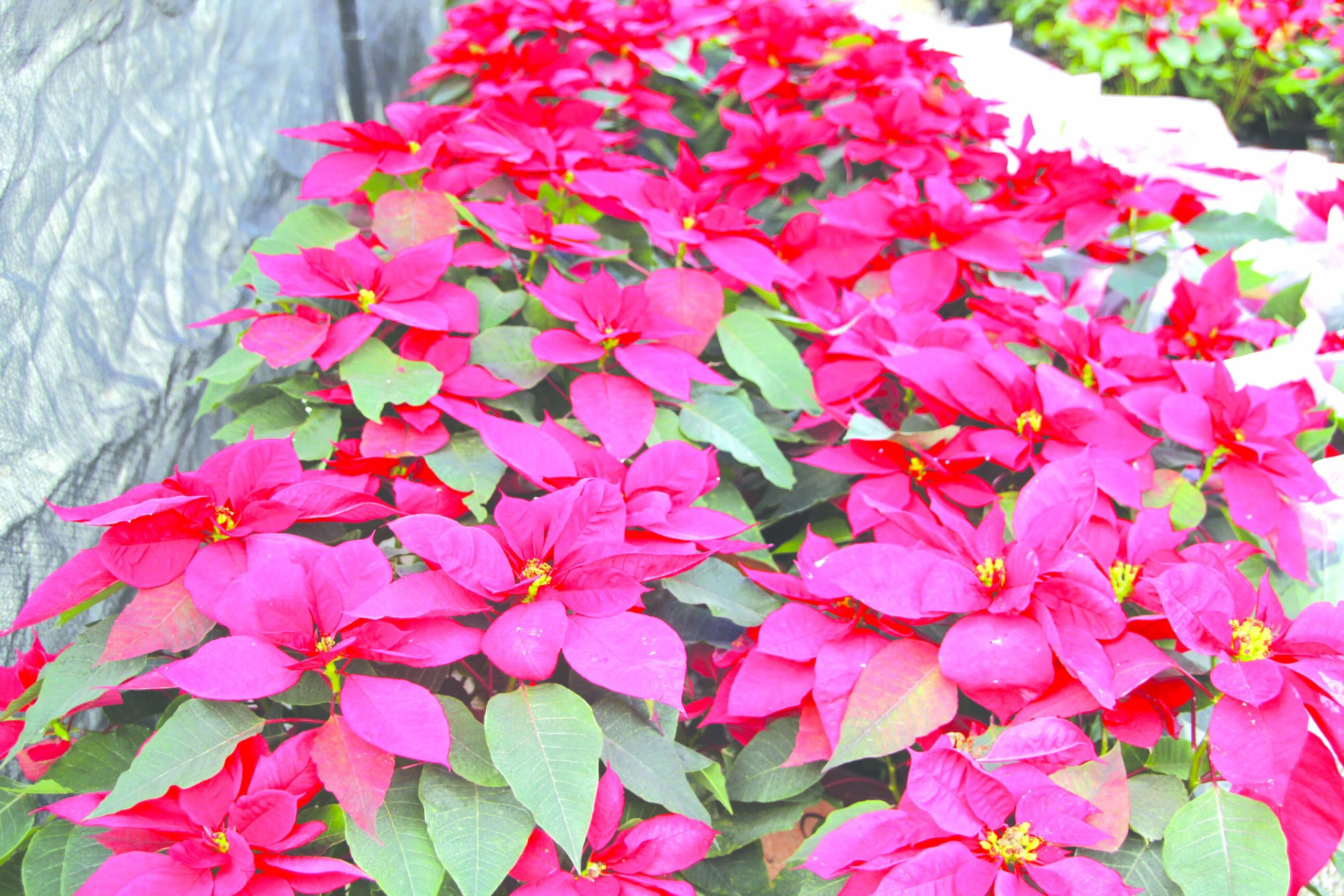 La Nochebuena, flor que da vida a fiestas
